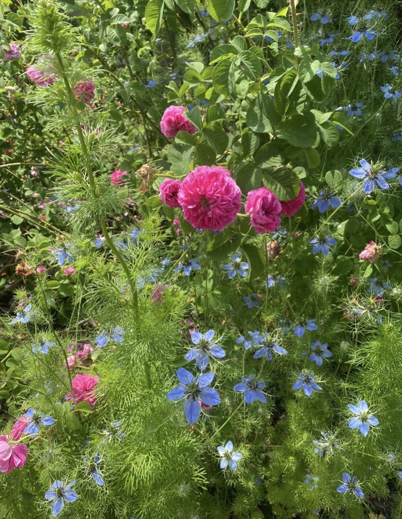 umay mohamed/ اميمة 🎈🇲🇻 tweet media