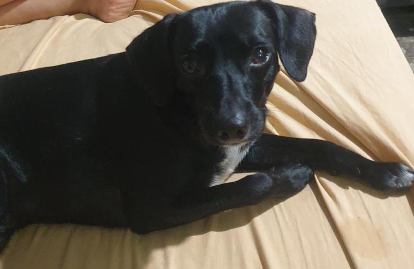 Alerta me perdi tweet media