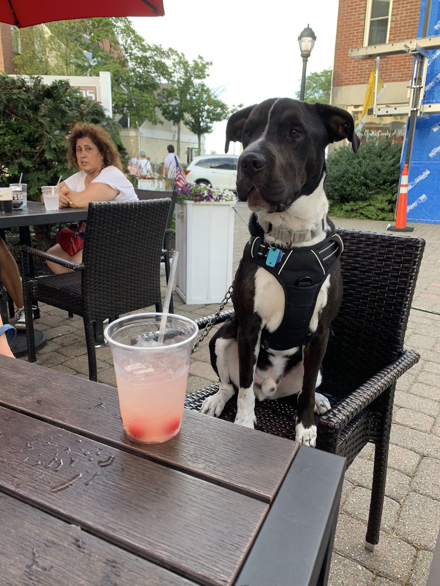 Bfab8486's tweet photo. @Dogman1013 Ace our pit bull/lab https://t.co/VnaCKcj9at