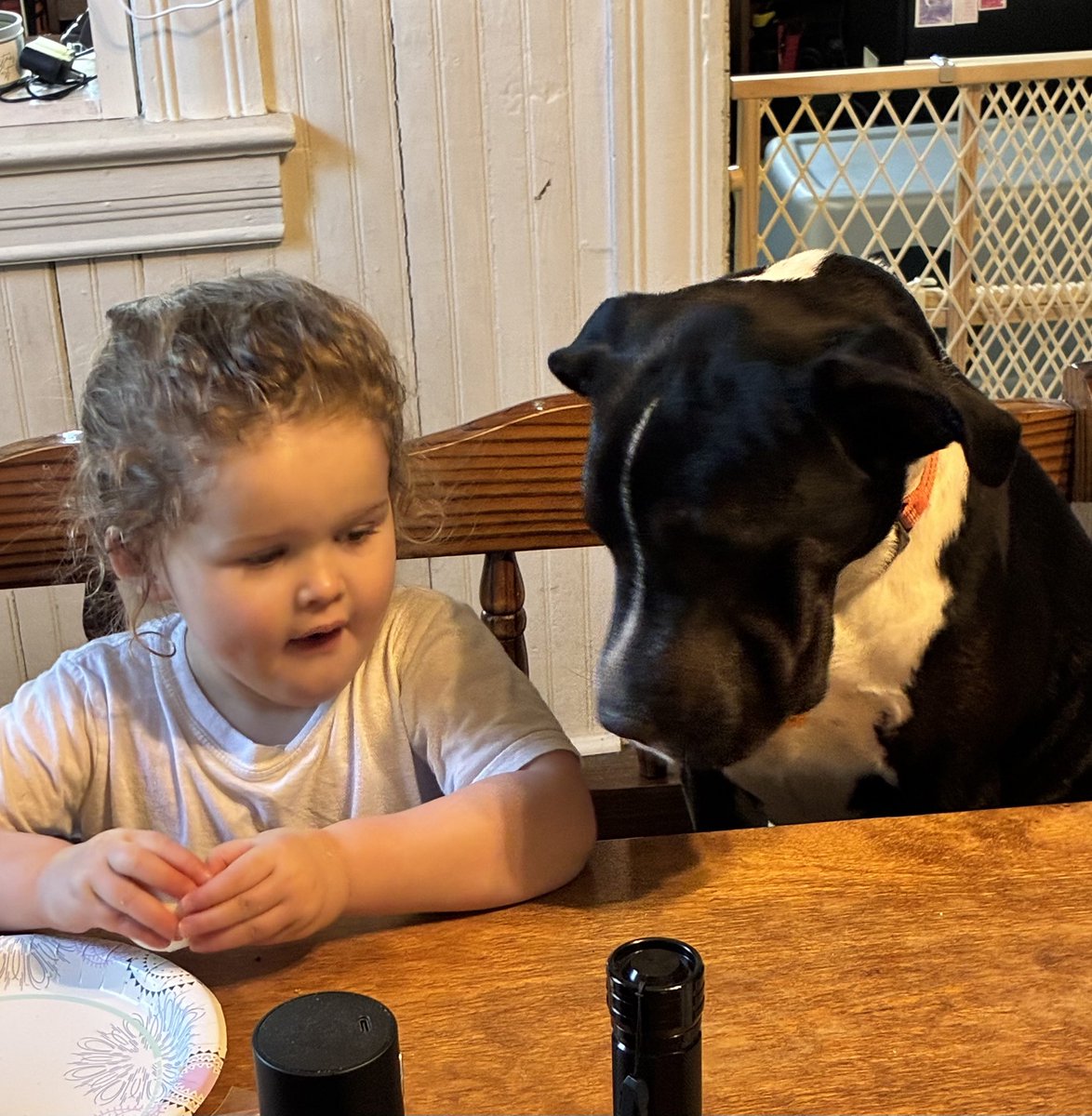 Bfab8486's tweet photo. @Dogman1013 Ace our pit bull/lab https://t.co/VnaCKcj9at