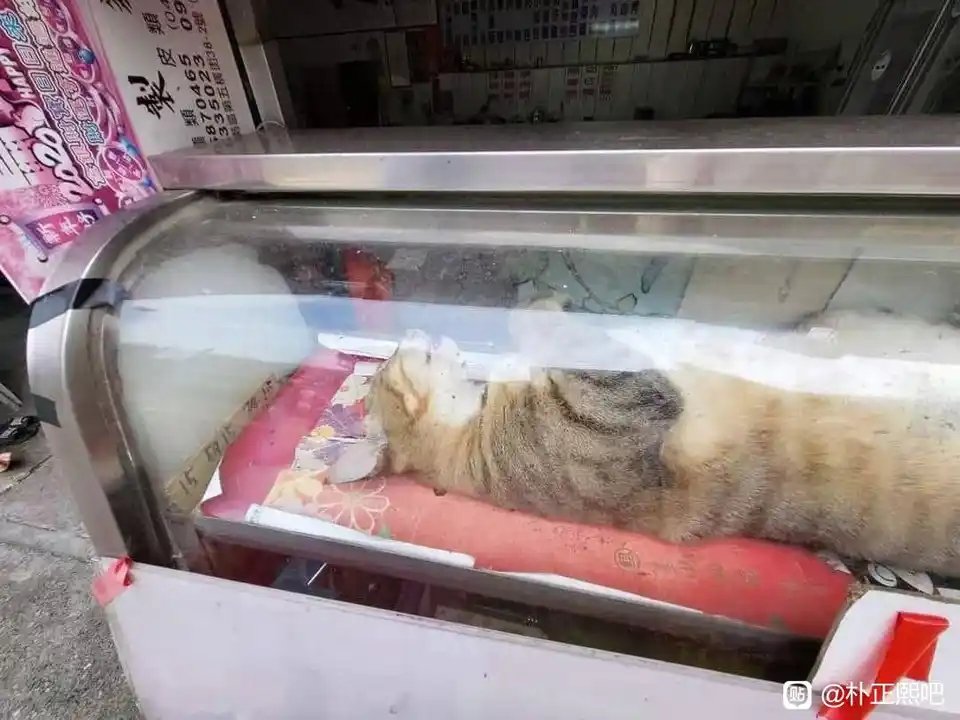 The Long March☭🇨🇳🇰🇷🇹🇼 tweet media