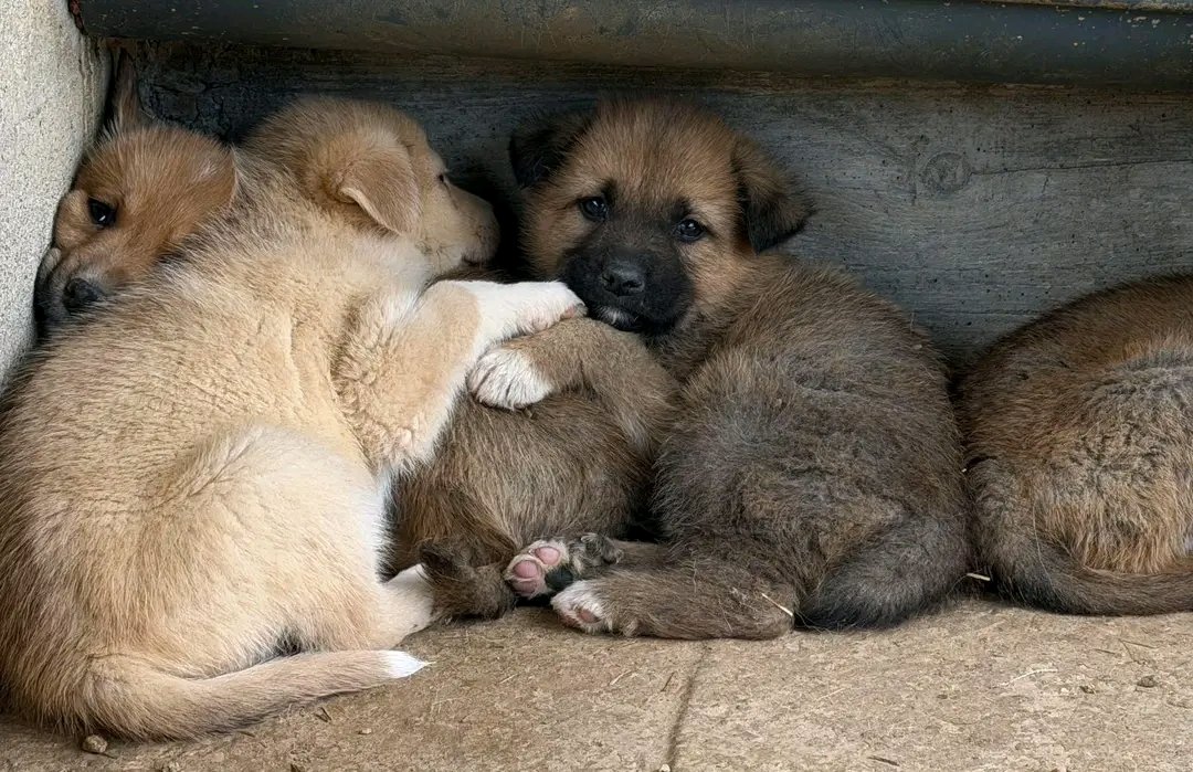 ‼️ €1200 MATCH FUND FOR FOOD ‼️
Please help us reach it by Sunday evening! 
This is a huge chance for our rescue… and we are begging you not to scroll past. 
One of our kind friends has generously offered a €1200 Match Fund — which means that €1200 can become €2400 for food.