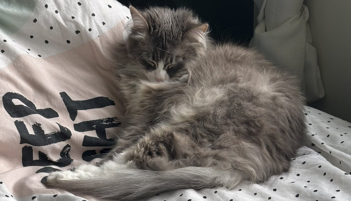 Oksii ✚ 🇺🇦 tweet media