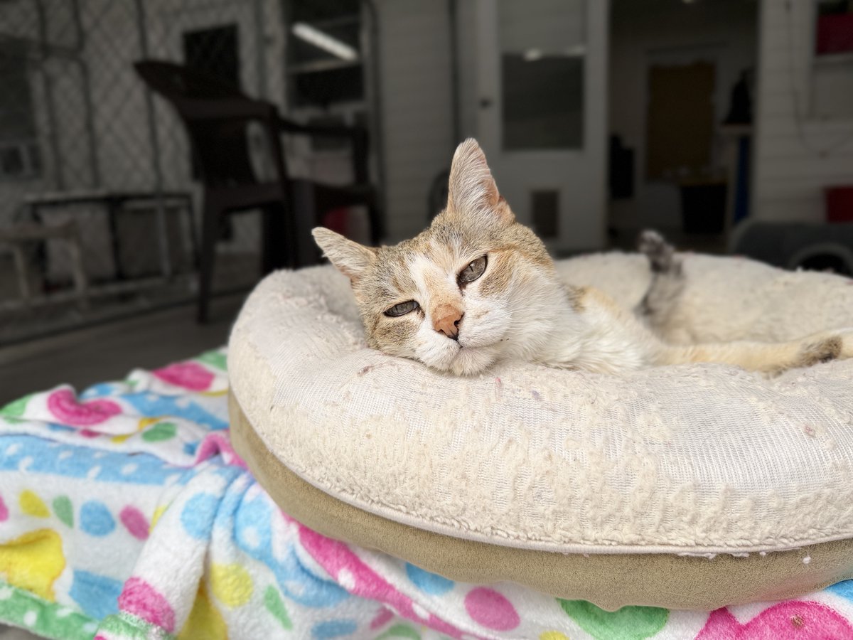 Blind Cat Rescue tweet media