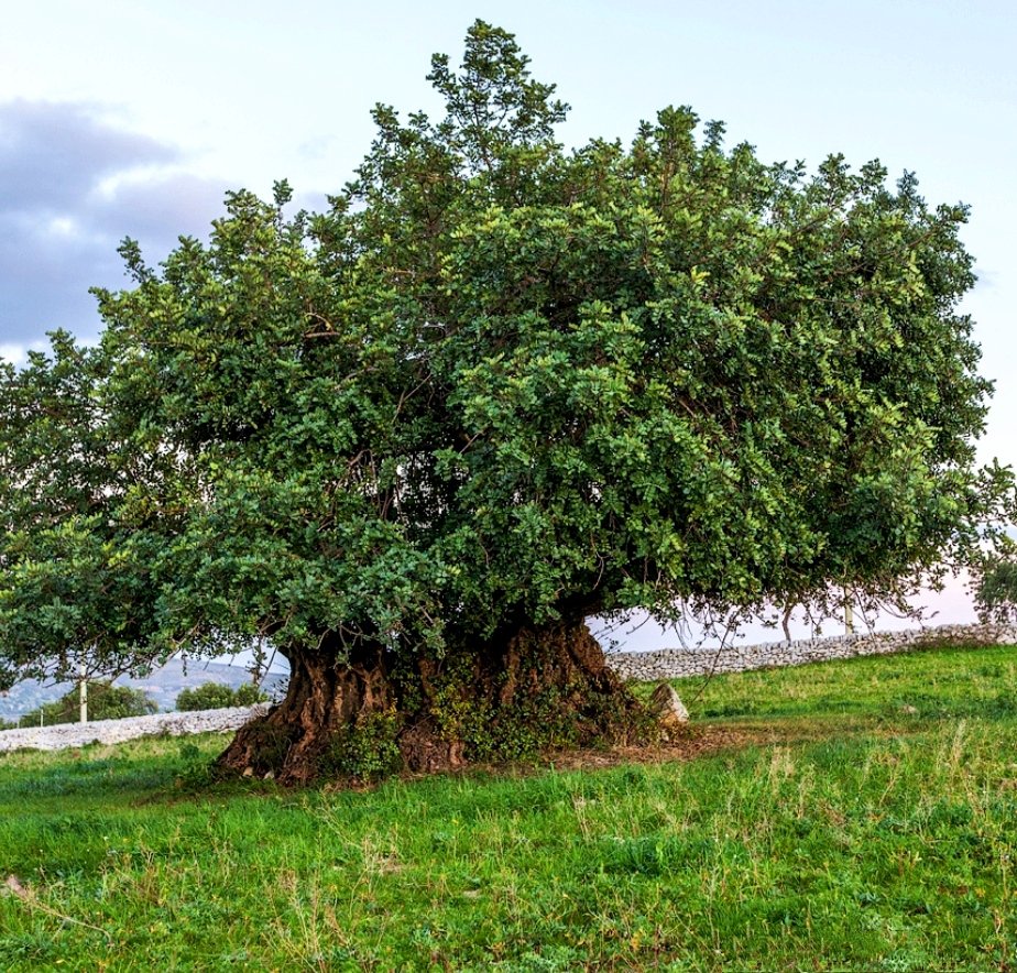 Flora e Olga 🏳 tweet media