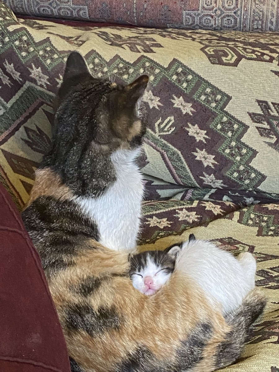 ibrahimcelikhan's tweet photo. Hiç kimse kollarında bir çocuk tutan anne kadar muhterem ve saygıdeğer değildir. https://t.co/4AybVE7DKd