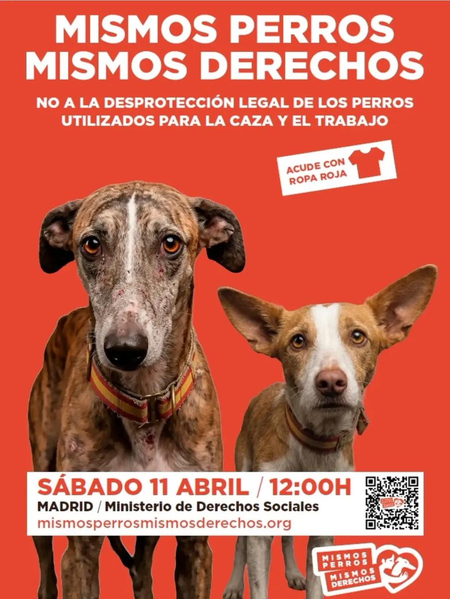 NUEVA VIDA ADOPCIONES tweet media