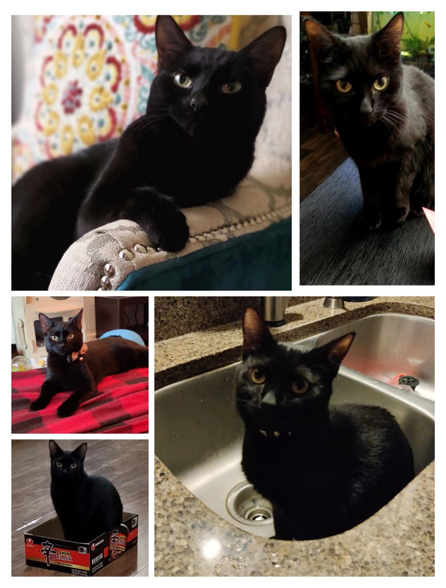 The Gogh Cat Gang RIP Vinny 🌈 tweet media