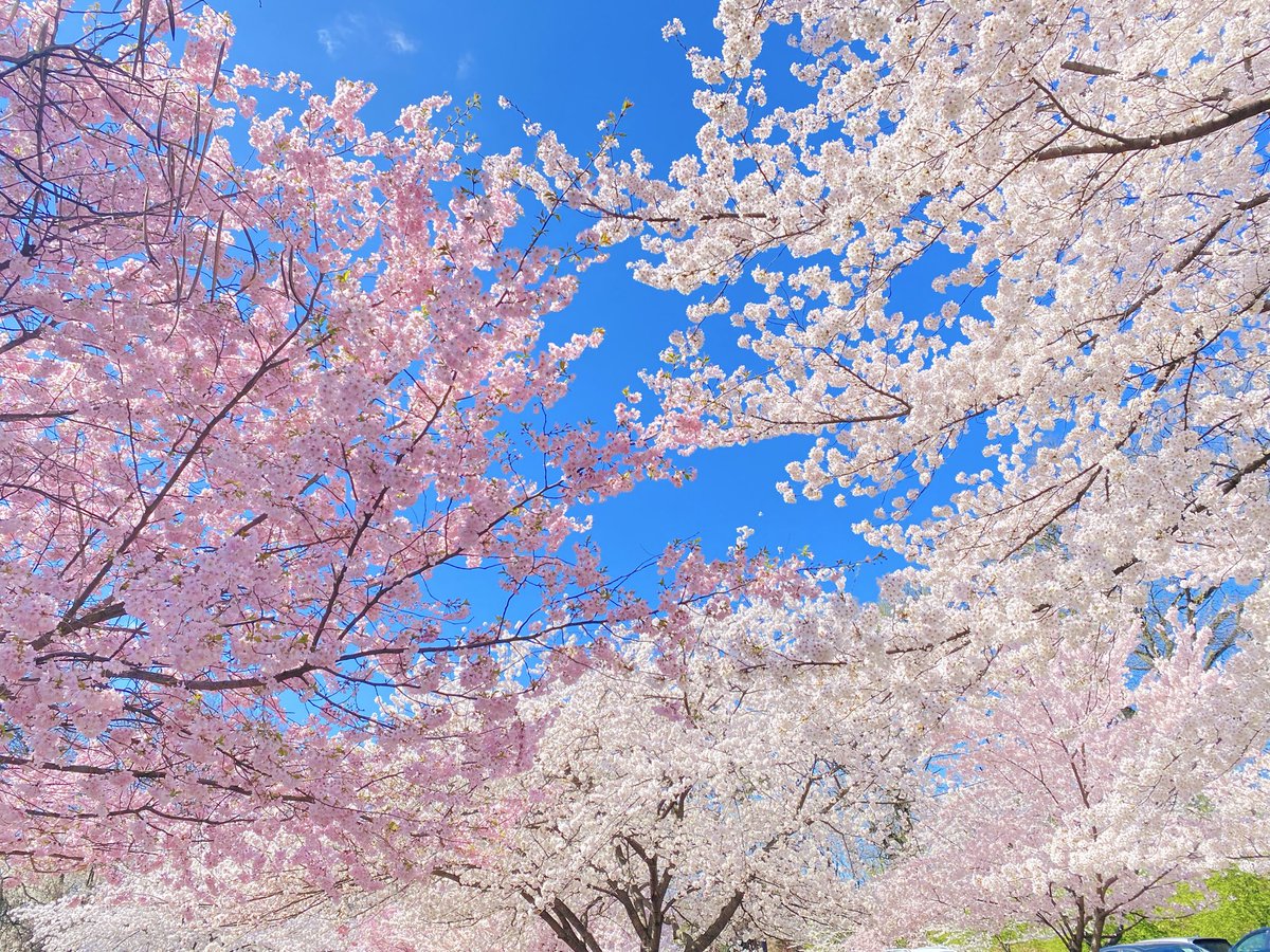 KathleenLevey's tweet image. Beautiful cherry blossoms @BranchBrookPark #cherryblossom #flowers #nature #nj #usa 🌸