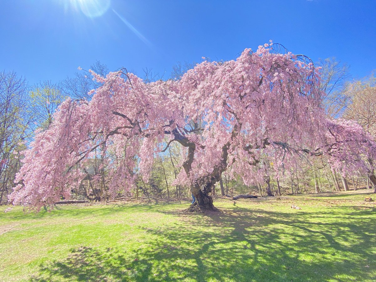 KathleenLevey's tweet image. Beautiful cherry blossoms @BranchBrookPark #cherryblossom #flowers #nature #nj #usa 🌸
