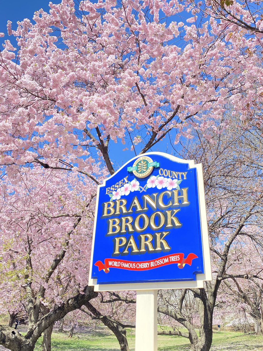 KathleenLevey's tweet image. Beautiful cherry blossoms @BranchBrookPark #cherryblossom #flowers #nature #nj #usa 🌸