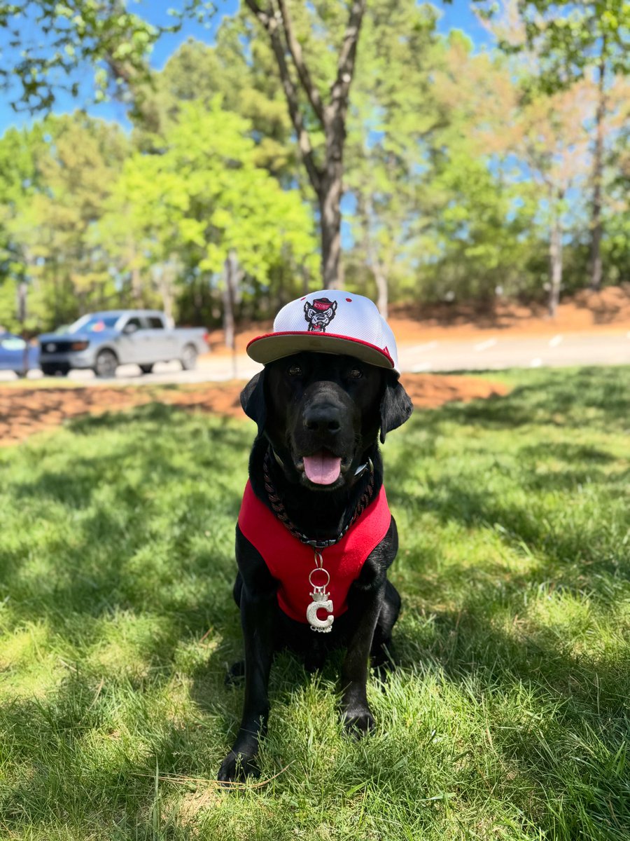 ChampRetriever's tweet image. Back in WOLFPACK red today for the @NCStateBaseball vs Duke! Hope to see you all there! @accnetwork #wolfpack #baseball