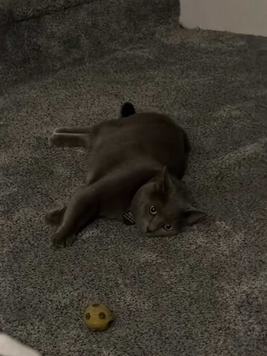 Matt Raines tweet media