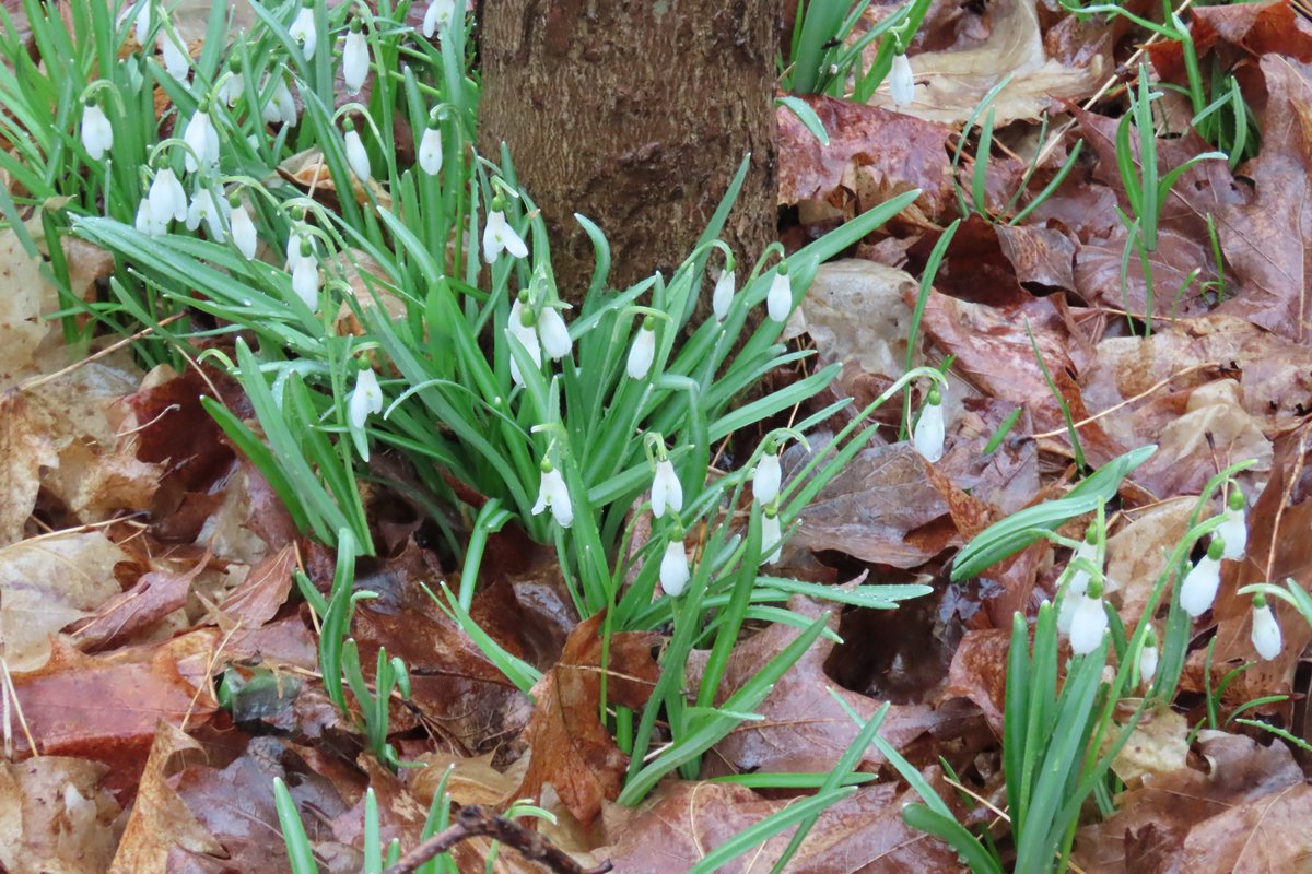 Lynne 🍁❤️ tweet media