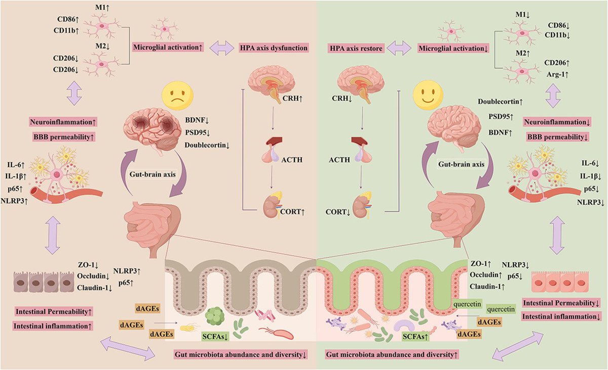heniek_htw's tweet image. Fried/grilled foods in female mice cause anxiety &amp;amp; depression via HPA overactivation, neuroinflammation, ↓BDNF &amp;amp; gut dysbiosis. Quercetin reverses effects: restores HPA balance, ↓NLRP3, ↑BDNF, improves microbiota. Flavonoids may protect against diet-induced mood disorders