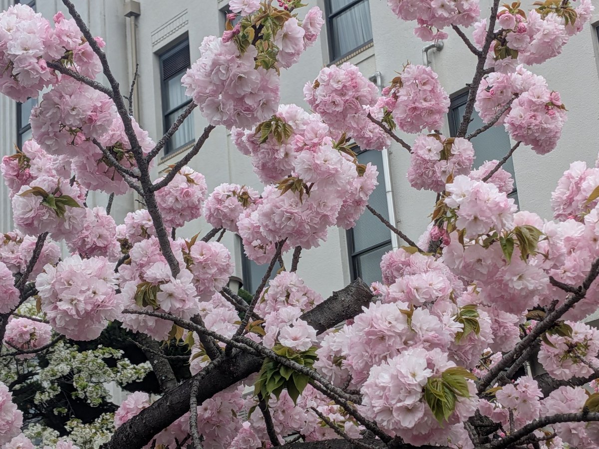 ako_sm's tweet photo. さくら🌸見に行ったんだよね
私は桜を見るのも好きだけど
誰と行くかも大事✨
手を繋ぐ事なく
一緒に写真撮ることもなく
微笑み会うこともなかった🥺
でも…
キレイだったねーって話はする

なんか違う…

男にはこの感情伝わらないのかな…
言うと鬱陶しく思われるかな(T^T)？

 #オトナの恋愛 https://t.co/LatdaJbR68
