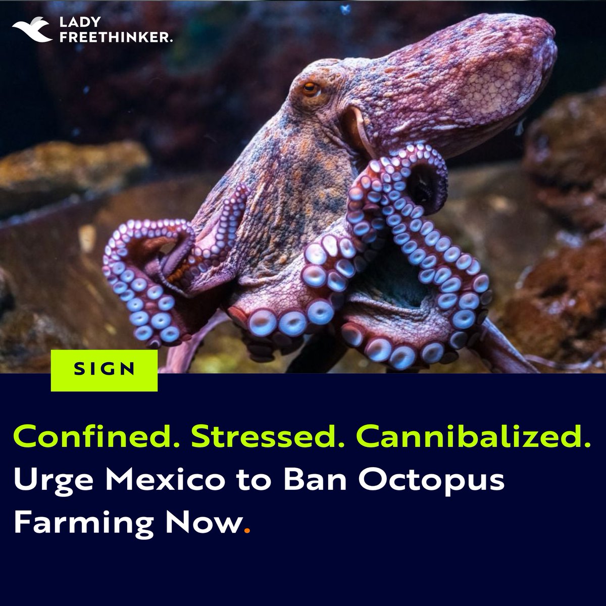 Lady Freethinker tweet media