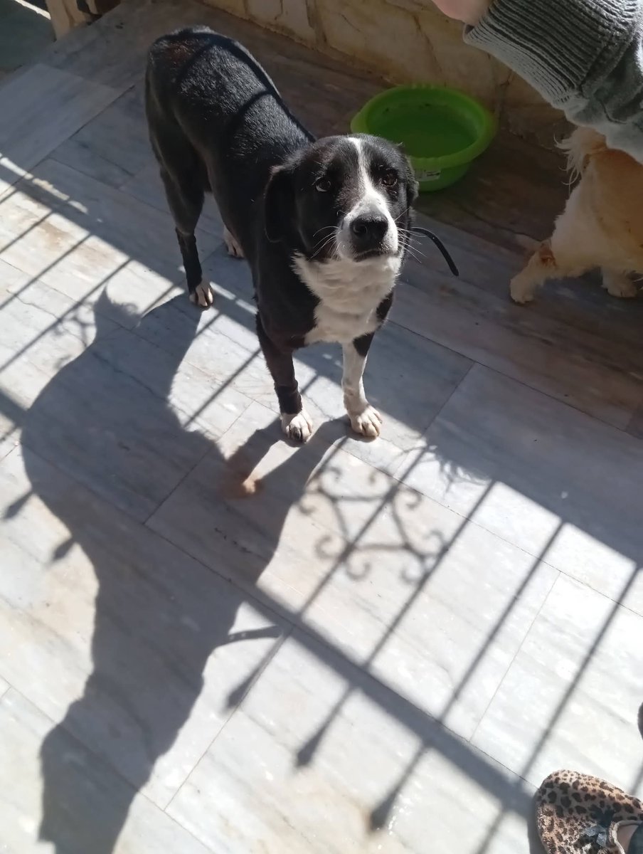 Ένα κοριτσάκι 1,5 ετών και 15 κιλών βρέθηκε στην περιφερειακή οδό προς Άργος. Είναι υπέροχο πλάσμα , όλο αγκαλιές κ αγάπη κ φιλικό με όλα τα ζώα. Το σπίτι που την φιλοξενεί έχει ήδη 4 σκυλάκια κ 2 γάτες, οπότε δίνεται για υιοθεσία η γλυκιά μικρή. Τηλ.6977087720, 6945992204