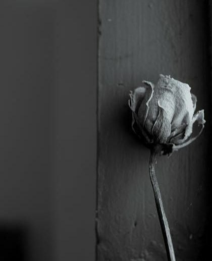 🌲🌲Nizam🌲🌲 tweet media