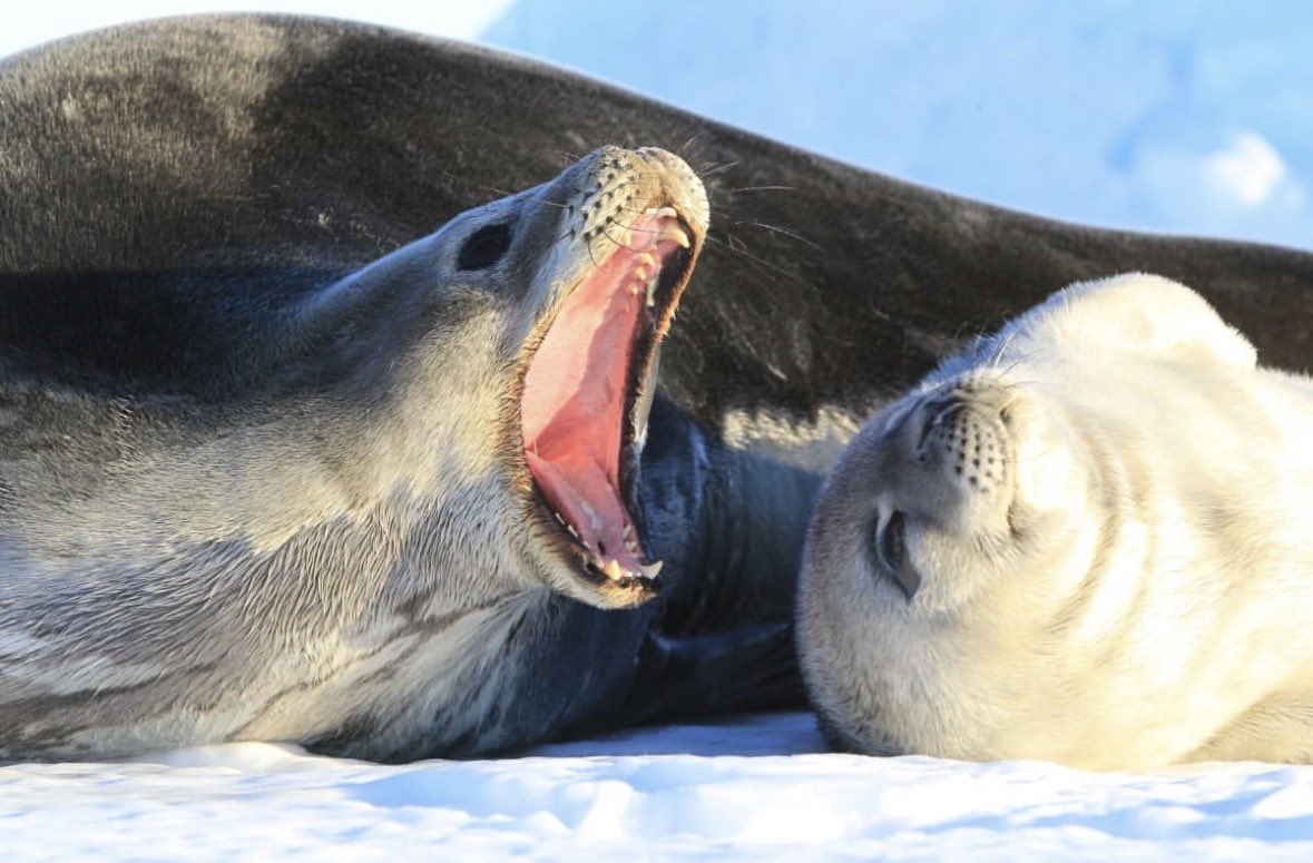 cav empty tweet media