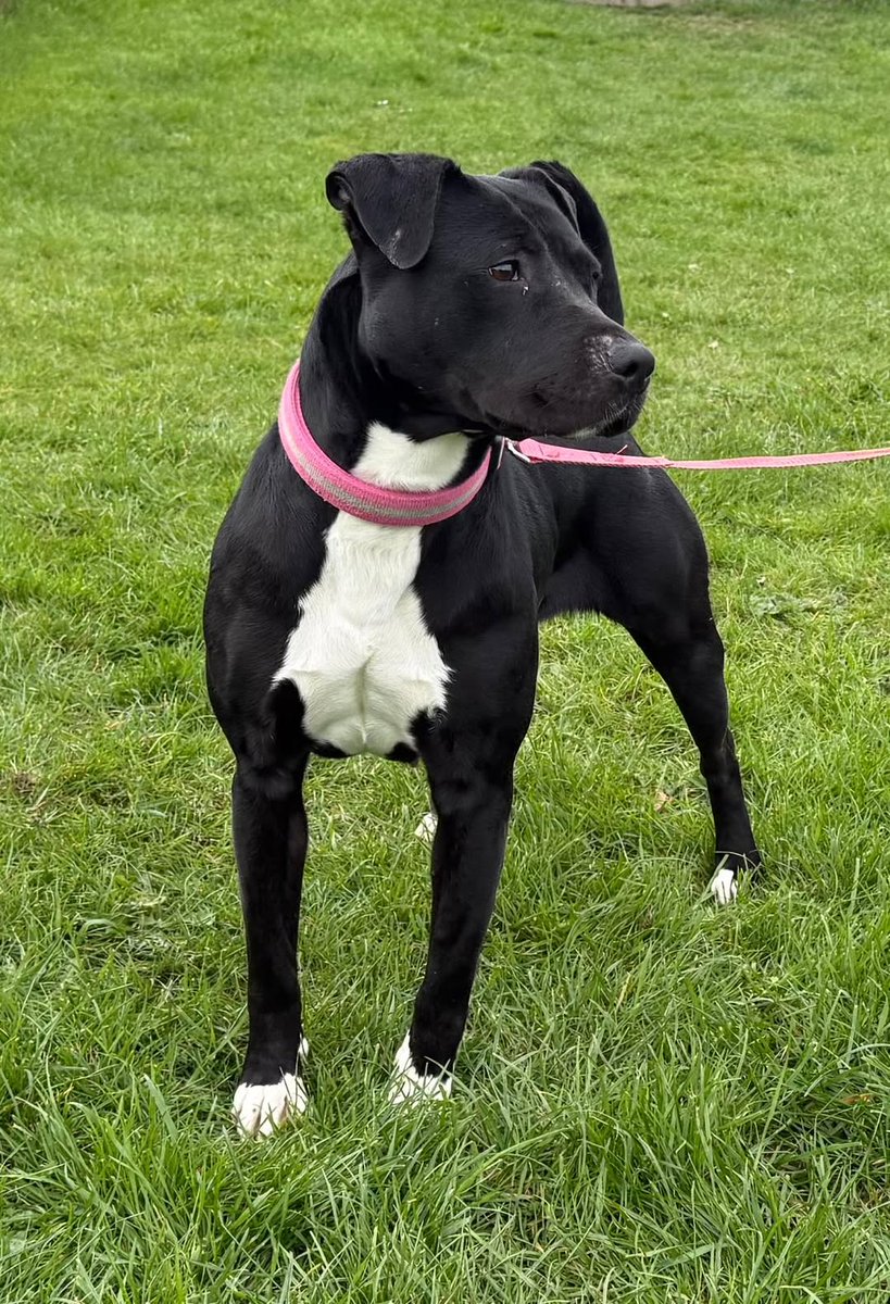 Animal Adoptions UK 🐕‍🦺🐈🐎❤️ tweet media