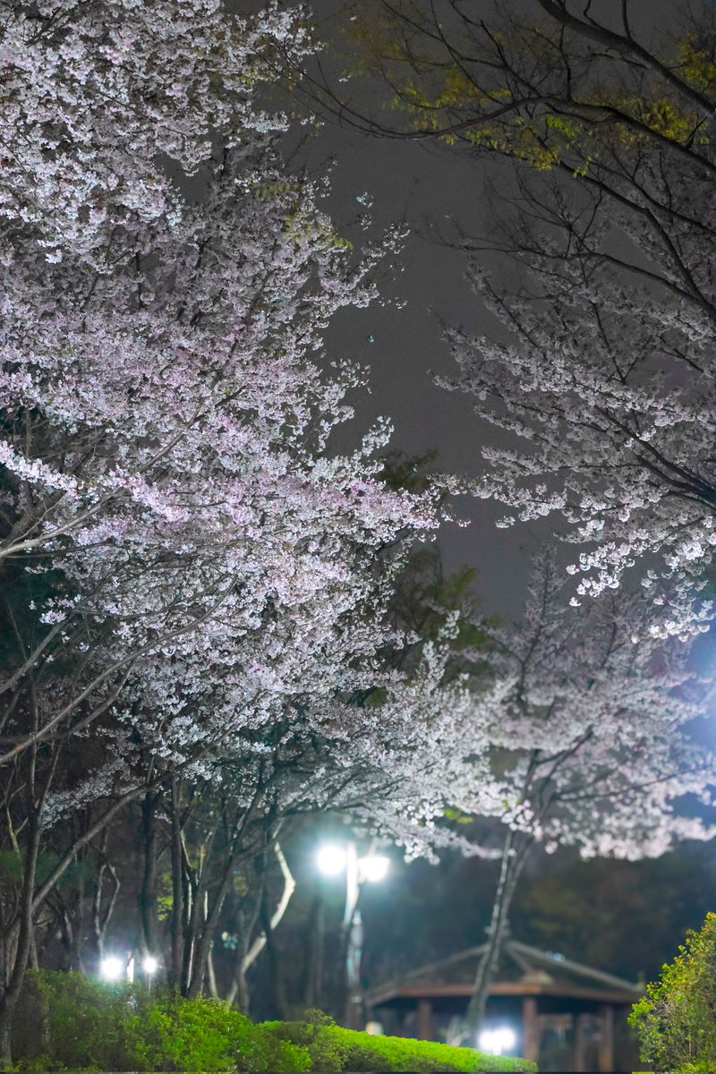 마카롱케익 tweet media