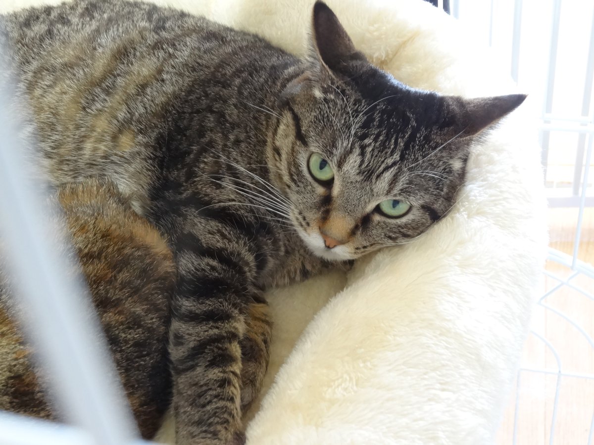 外から捕獲して間もない新人猫さんの夜鳴きは、
「ほぼ鳴かない」から（私の経験的に最長）「２ヶ月」まで様々です。

ちなみに最長の２ヶ月鳴き続けた猫さんは、
里親さんと固い絆のパートナーとなり、関西に転勤した里親さんを支え（里親さん談）、里親さんは猫ボラを始めたそうです。

（み）
