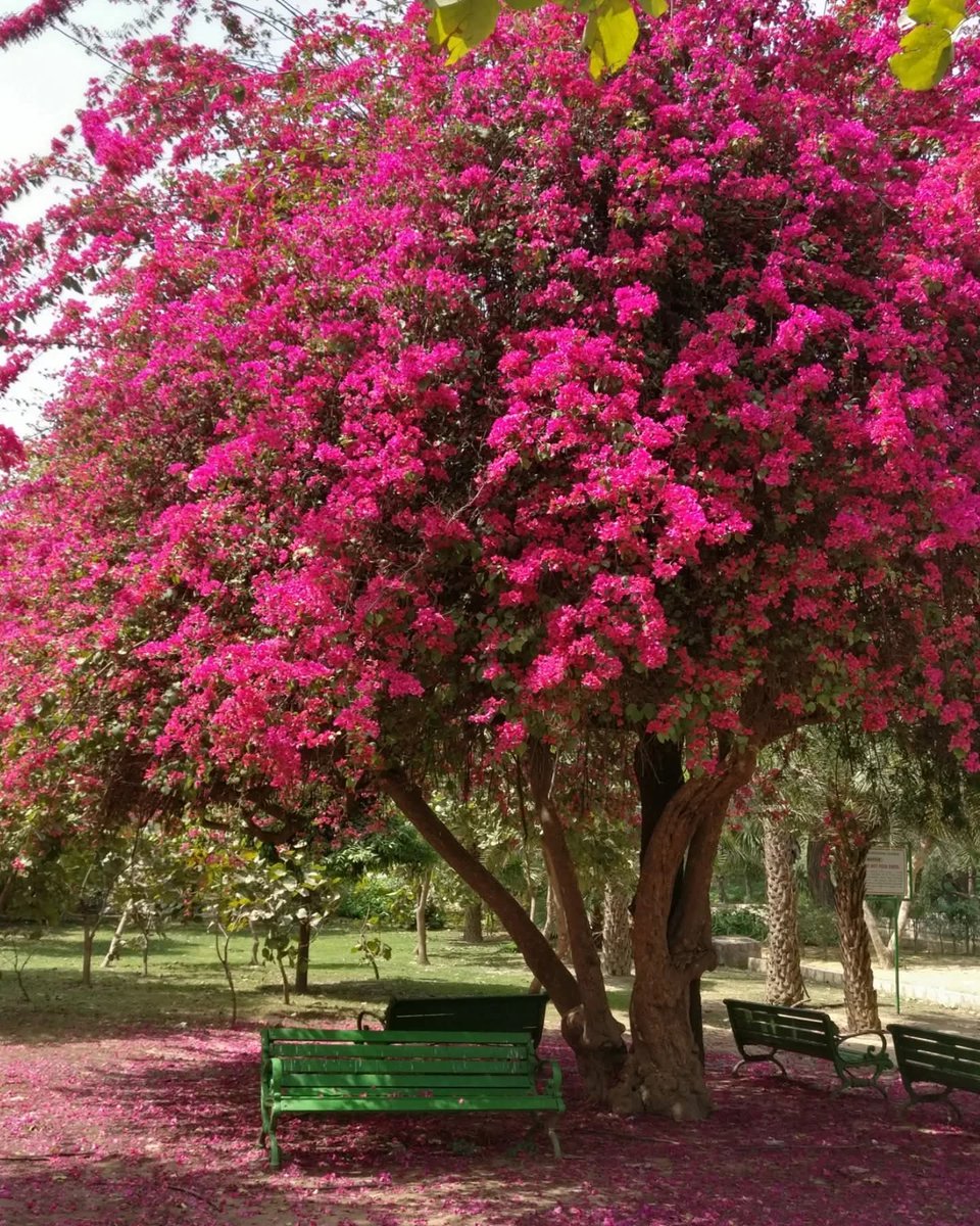 tikulli's tweet photo. The Inspiration...The Art
Prints of original watercolor available. Twin Bougainvillea of Lodhi Garden. Postcards from home- Van Gogh Style. #Delhi #DelhiTrees #ArtLovers #ArtForSale #ArtPrints https://t.co/ERr0z5eyd9