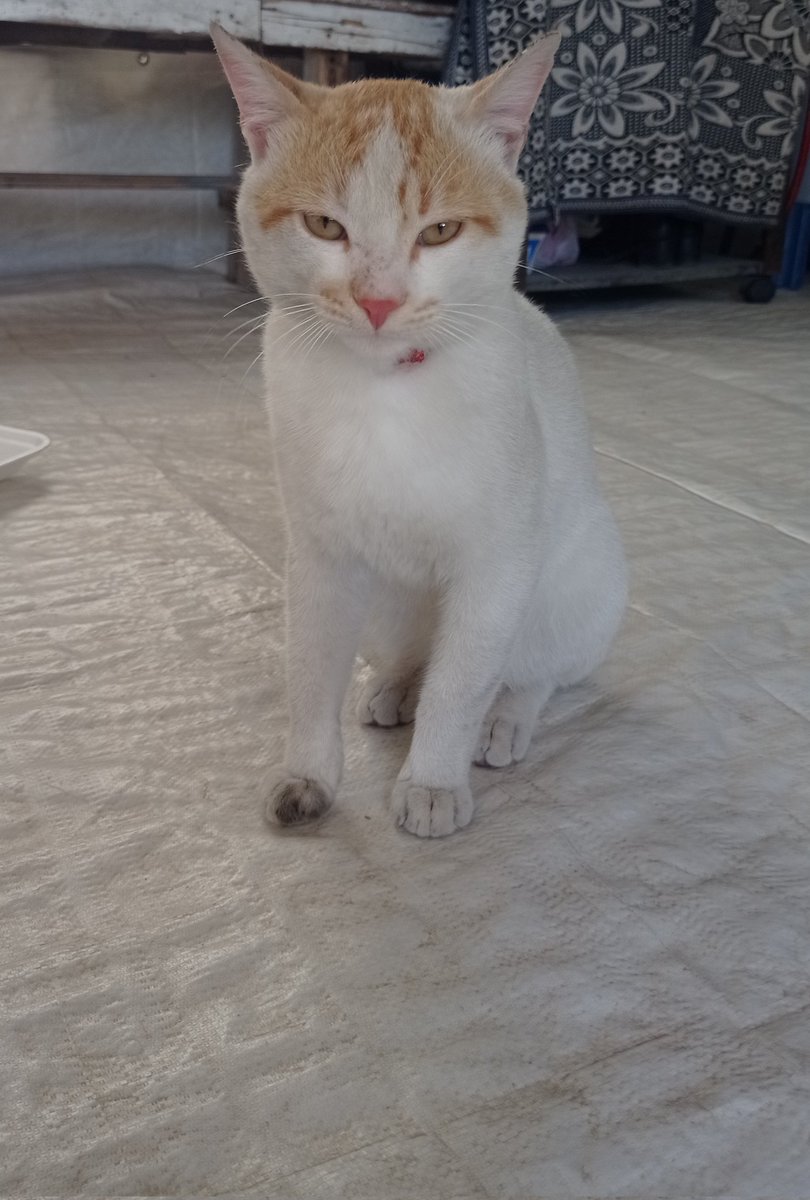 Ameen Aljbour tweet media