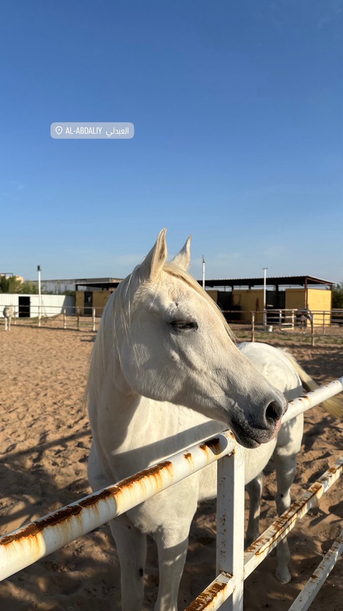 🦅🐎🤍