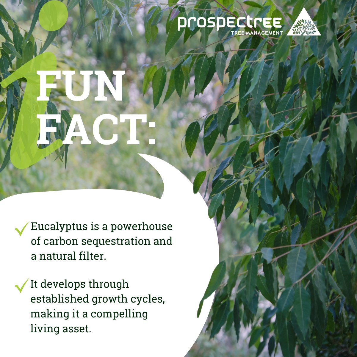 🌿 Fun Fact! 🌿
Did you know Eucalyptus is a powerhouse of carbon sequestration and a natural filter?

It is a compelling living asset known for its rapid development through established growth cycles.

With Modern Asset Ownership, you own the trees and we manage the cultivation
