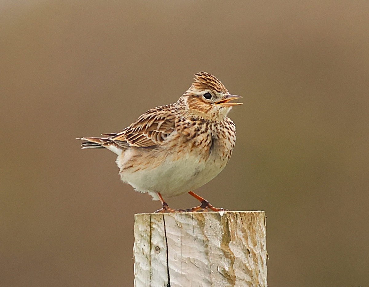 phil cheeseman tweet media