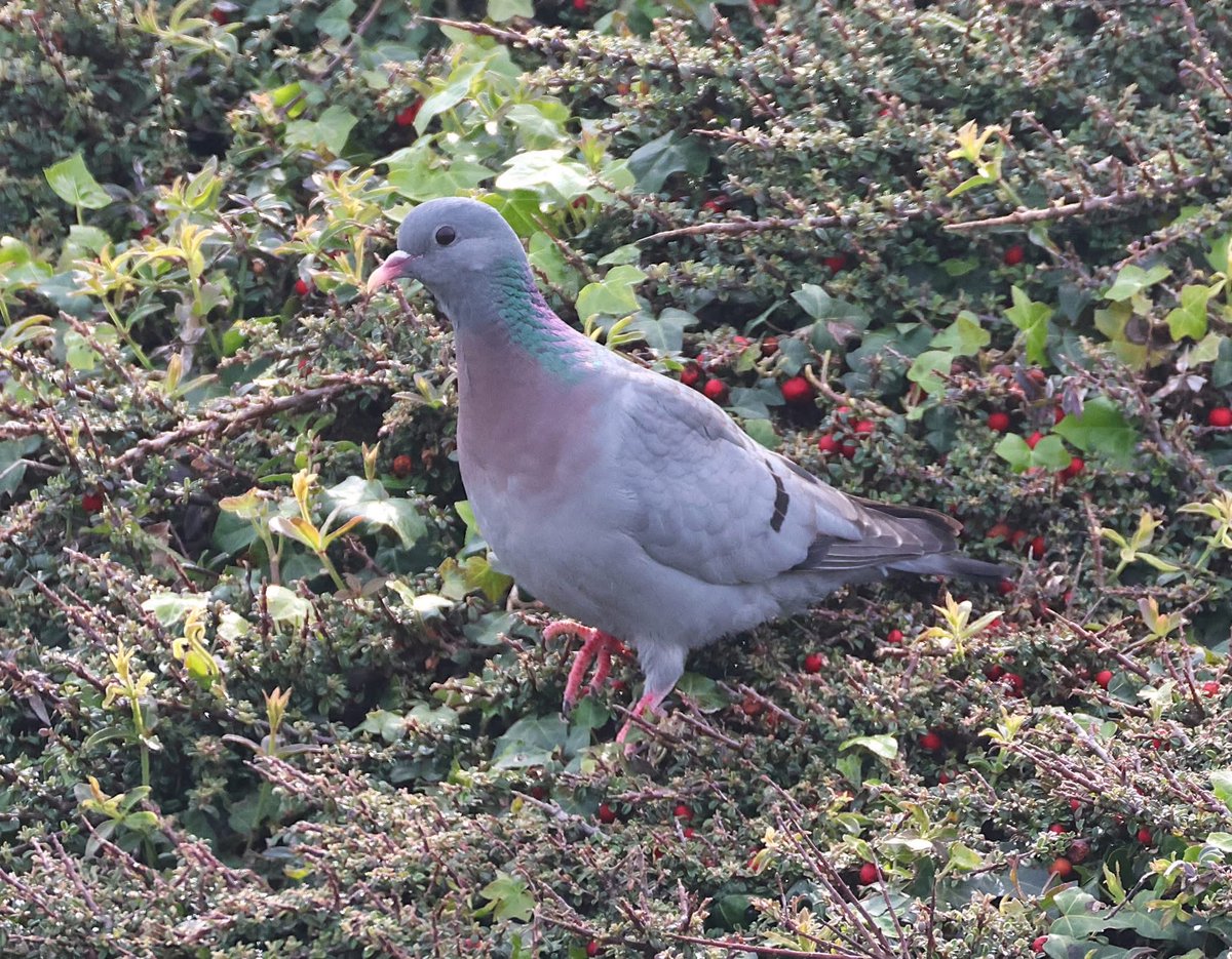 phil cheeseman tweet media