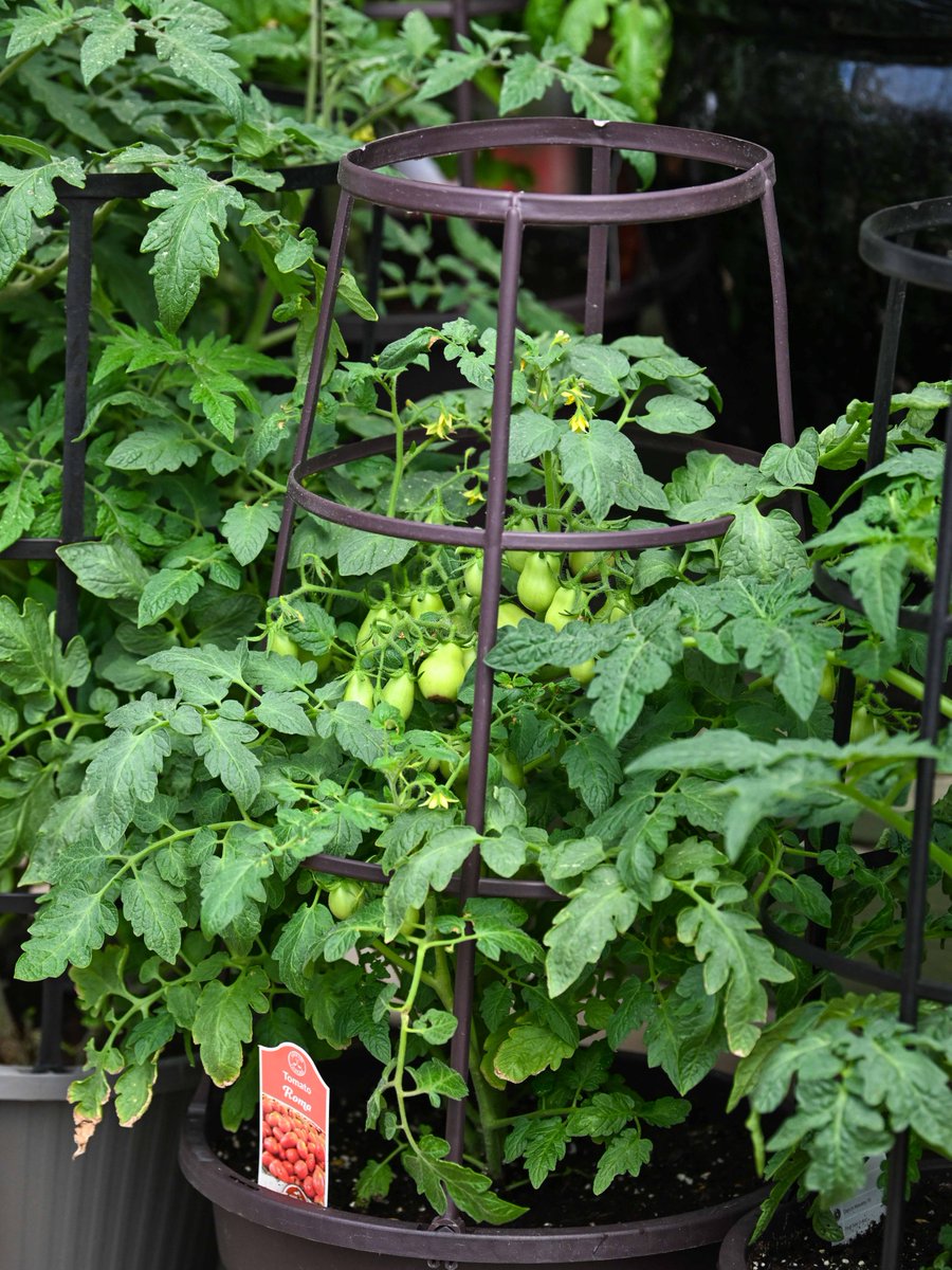 PikeNurseries's tweet photo. Weekend Savings
💚 Tomato Cache 11 Inch Pot Reg. 22.99 | SALE 12.99
💚 Marigolds 
3.5 Inch Pots SALE 1.29
4 Pack Reg. 5.99 | SALE 2.99
💚 Hongar Farms Basil &amp; Sun-Dried Tomato Infused Olive Oil Reg. 10.99
SALE 6.99

Save through Sunday, April 12th https://t.co/Zuo7nd98Ug