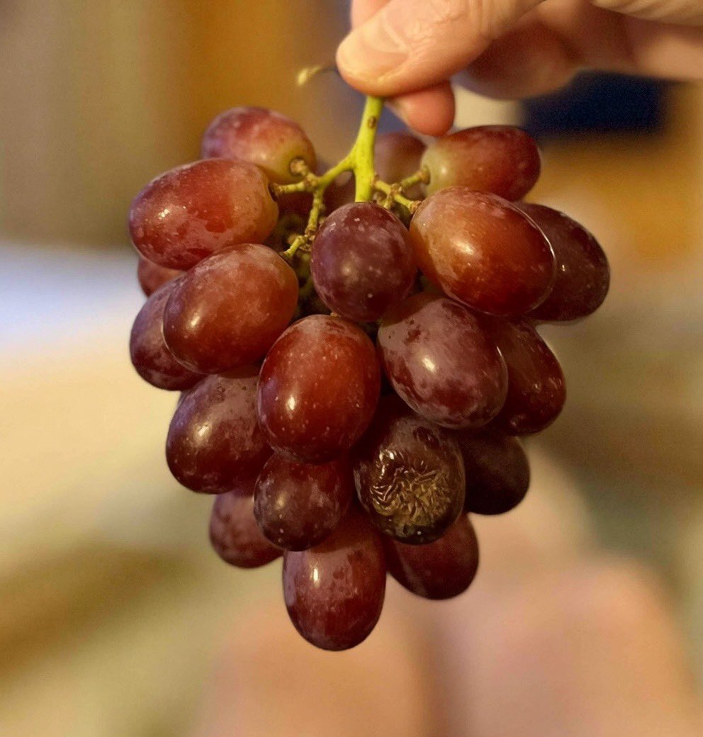 White Lion II (NDDN) Wittoslav Lionovski tweet media