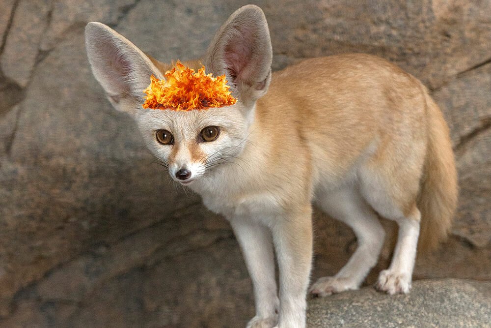 Avik Fortis 🌋🦊 Magma Fennec Merc tweet media