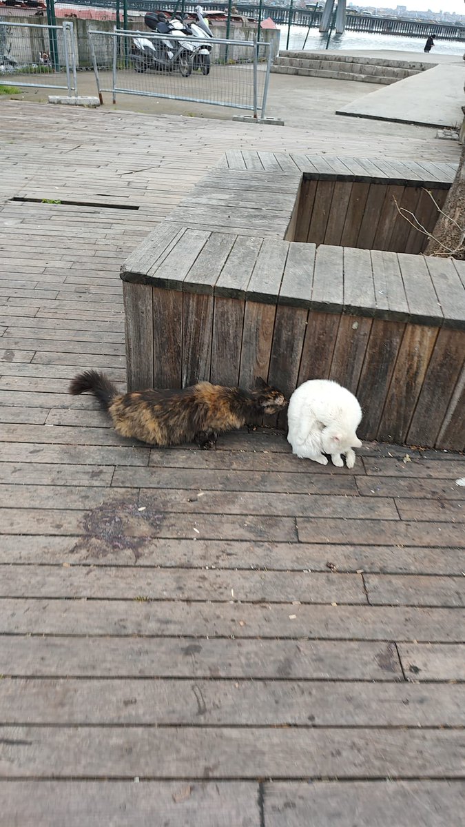 Mine çevik tweet media