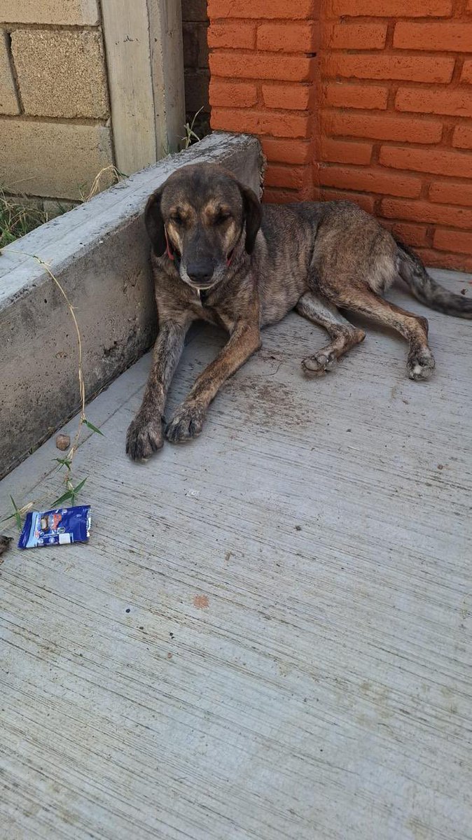 #Urgente 🐶🤬 Indignación en #Oaxaca: denuncian posible envenenamiento de lomitos en escuela pública

Lo que debería ser un espacio de formación… hoy está bajo señalamiento 😡
Estudiantes del Instituto Tecnológico del Valle de Oaxaca (<a href="/ItvoOficial/">TecNM campus Valle de Oaxaca</a>) acusan que directivos habrían