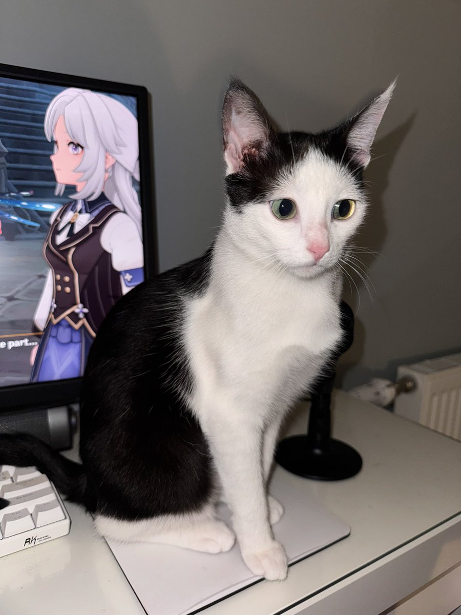 bijou meringue tweet media