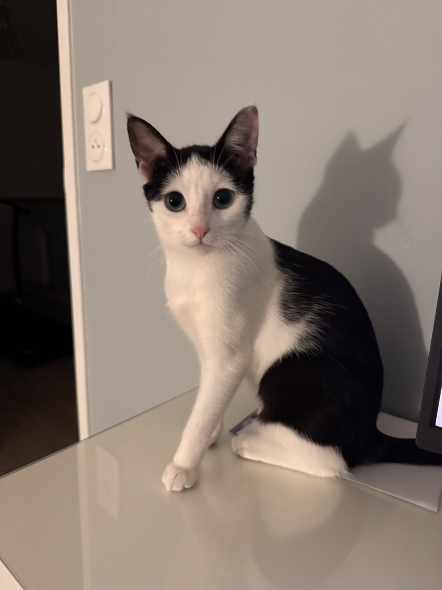 bijou meringue tweet media