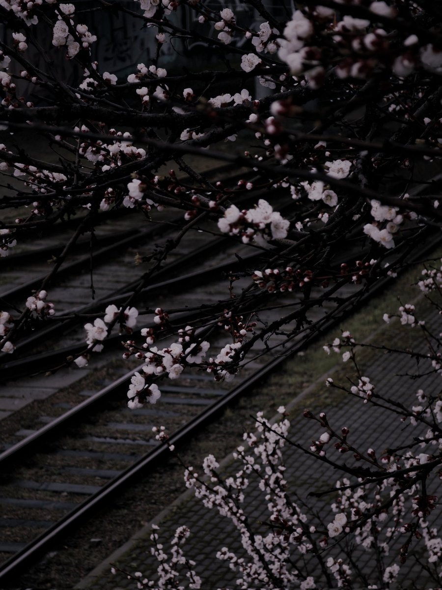 подивіться на цю красу 💔