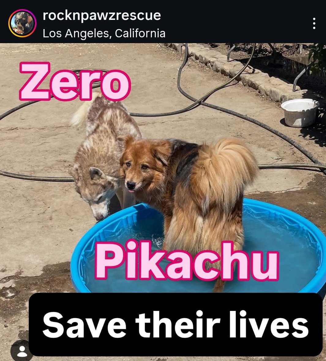 PhaedraXTeddy's tweet image. I believe the kidnapping of 238 happy healthy rescued dogs, a goat, and a duck in #California was a personal vendetta against animal rescuer ChrisD'Anda by someone who conspired with hateful neighbors to get these dogs taken from their sanctuary and put in LADogpounds, which
