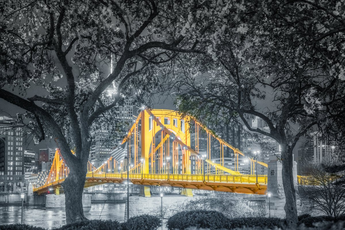 DaveDiCello's tweet image. A spring classic in #Pittsburgh, a black and gold view from earlier this week on the North Shore. While these trees aren't quite as full as they used to be, there were enough blossoms to frame the Clemente Bridge perfectly.