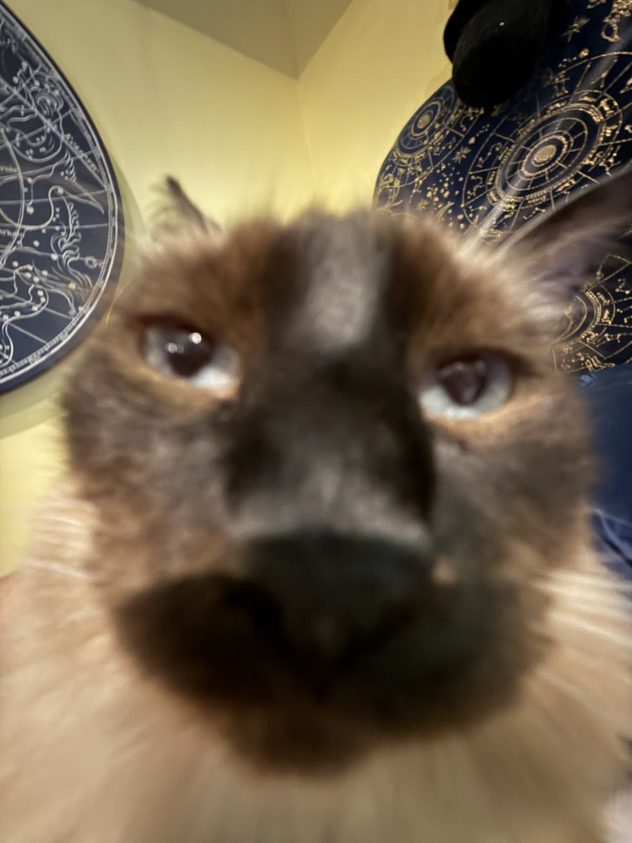 Harper Greta Kittsback tweet media