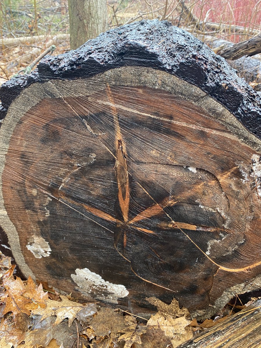 Lynne 🍁❤️ tweet media