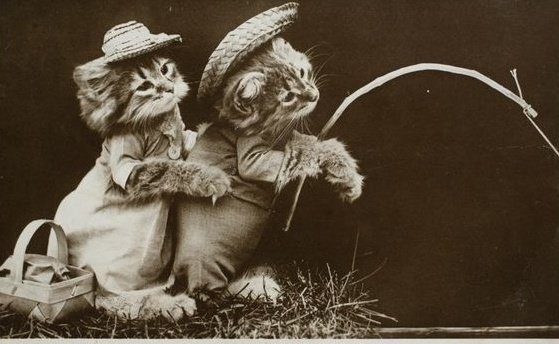 bhooter saline ('fih tweet media