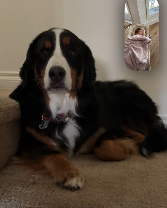 LittleDenene's tweet image. Really important meeting going on! 

#dogsofx #family