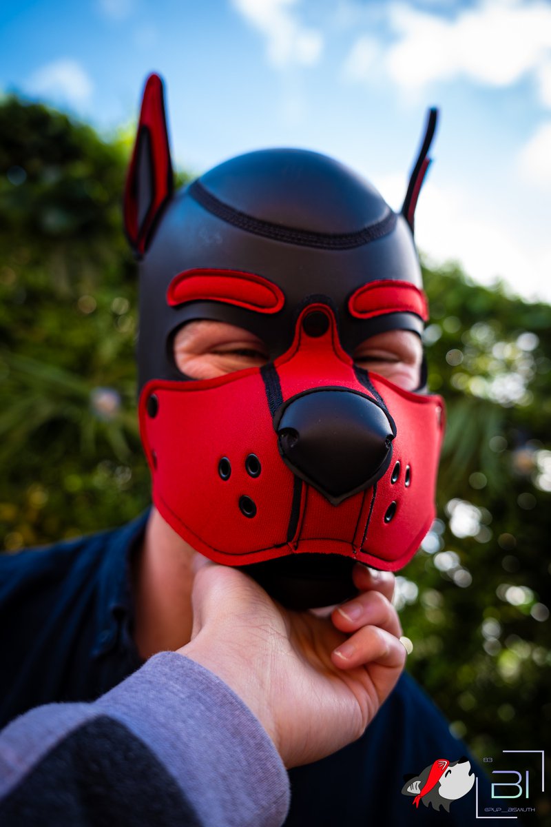 Pup__Bismuth's tweet image. Who's a good boy???! is it youuuuuuuuuuu? 

No, its ranger. 

But I'm sure you're okay too.

#puppyplay #pup #puppy #clubscritches #kink