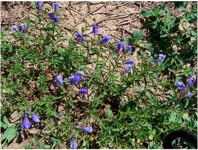 Plants_MDPI's tweet image. 🌿 Four skullcap species, four distinct essential oil profiles.

First-ever characterization of S. angustifolia oil — dominated by germacrene D. A new phytochemical reference for a medicinally rich genus.

🔗 Read more: brnw.ch/21x1upL

#EssentialOils #Phytochemistry