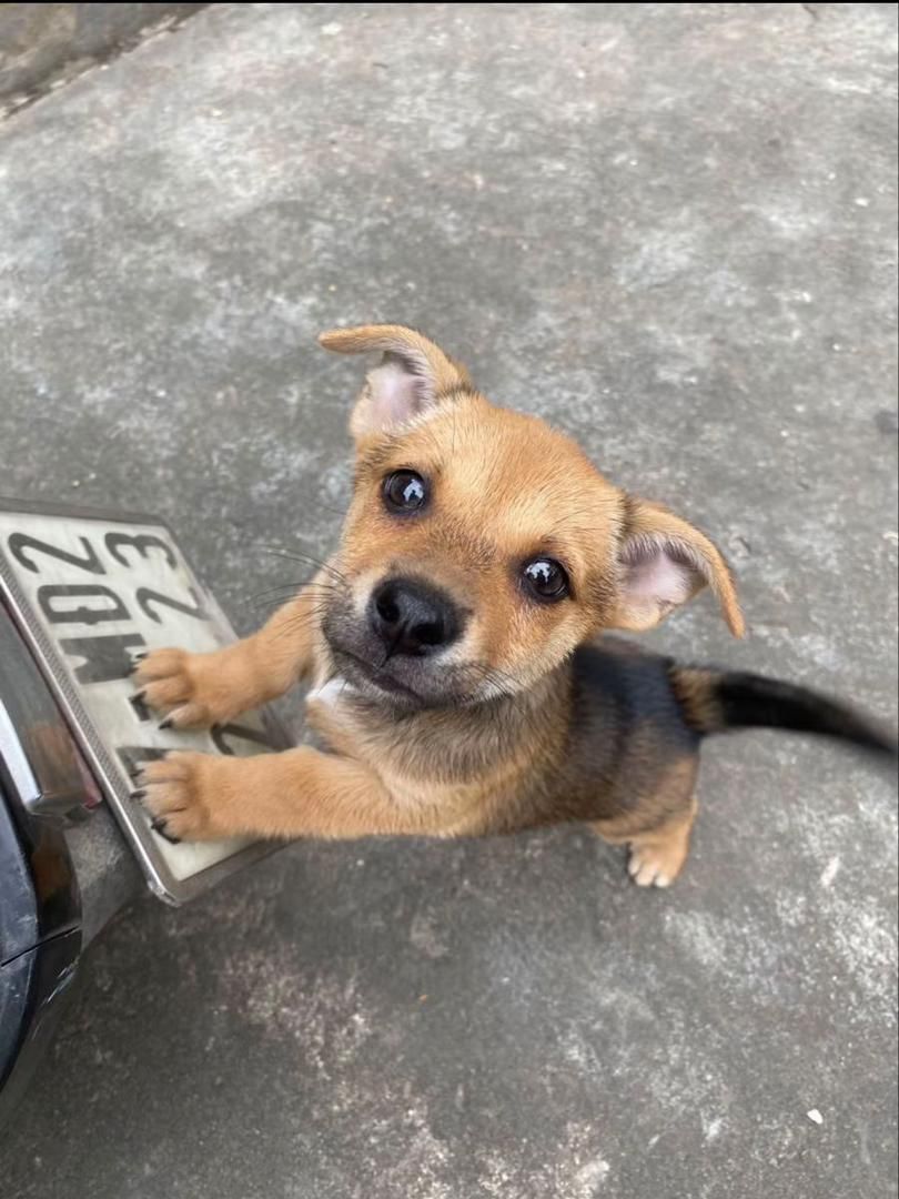 everything dogs 🐶 tweet media